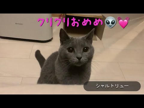 宇宙人みたいなおめめの猫👽❤【シャルトリュー】