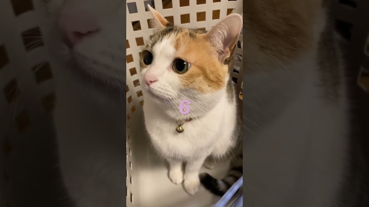 首の体操１２３‼︎ 表情が可愛い過ぎる猫【#shorts 】#スコティッシュフォールド