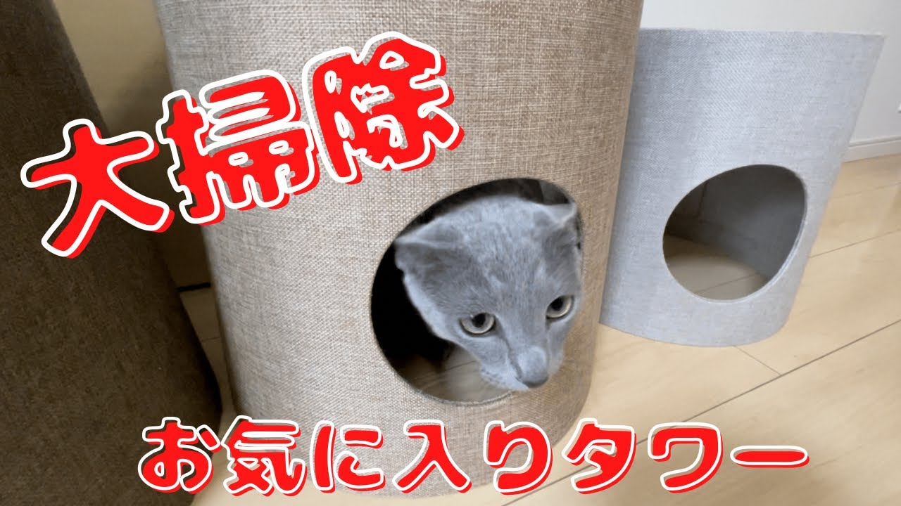 お掃除後、隅々までチェックする猫がかわいすぎる【ロシアンブルー】NECOTA