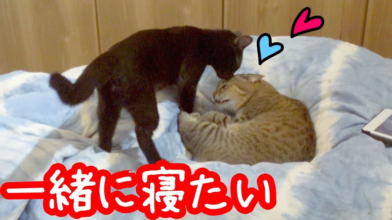 【保護猫】添い寝をして欲しい子猫とツンデレな先住猫と新しい家族