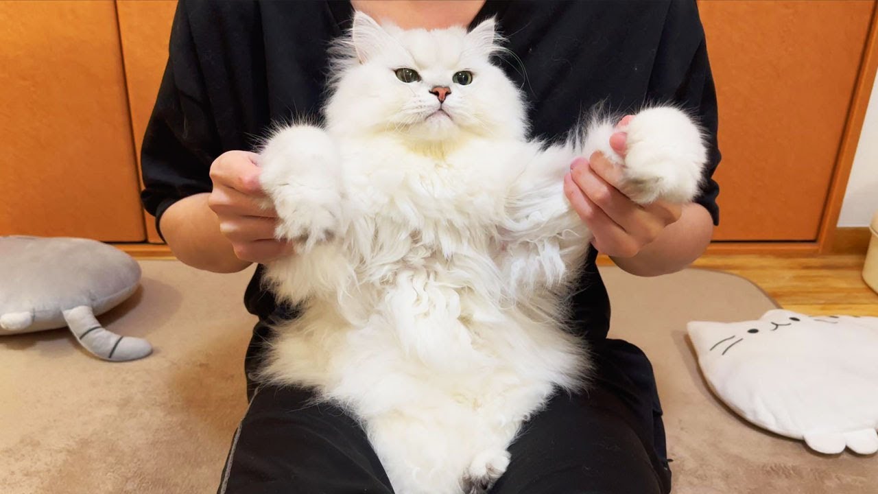 ペルシャ猫のロク、３歳のお誕生日！！！