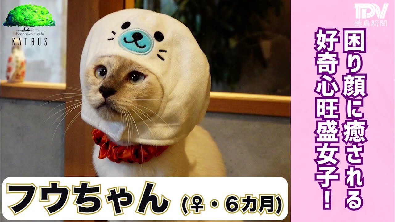 【あるでにゃいで】困り顔がチャームポイント！　シャムミックスのフウちゃん（♀、6カ月）