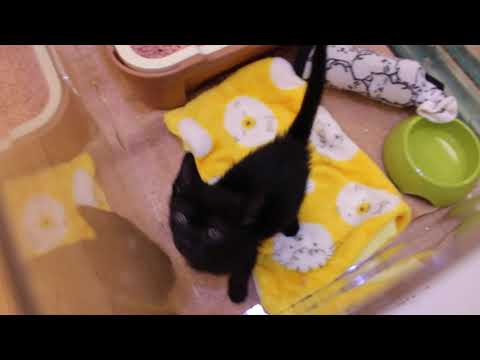 58337　ボンベイ♂