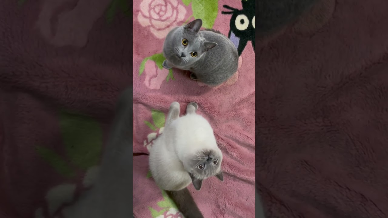 【生後10ヶ月シャルトリューとブリティッシュショートヘア】#shorts