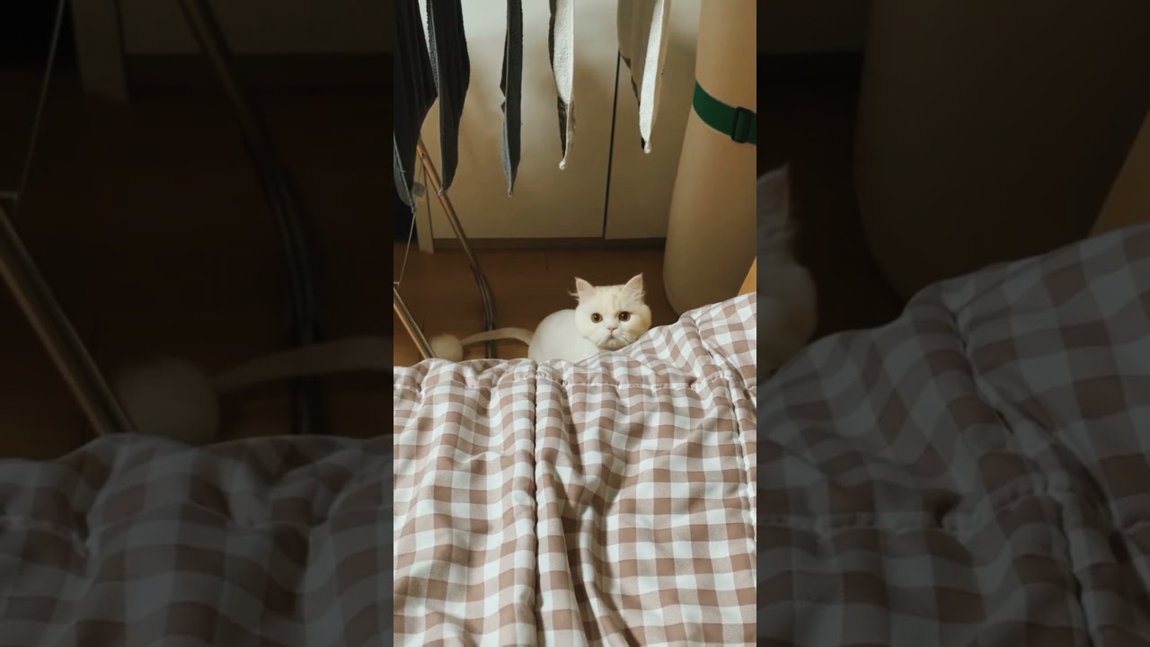 Funniest Cats ✨ Don't try to hold back Laughter 😂 - Funny Cats - Manx Cats