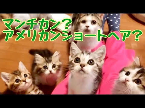 【子猫　マンチカン】長足マンチカンの選び方・良さを知ってほしい。長足マンチカンも超可愛いです❤️ブルーベリーベビー