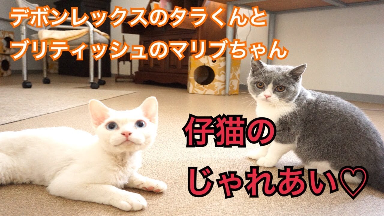 【猫ちゃんホテル】デボンレックスのタラくんとブリティッシュショートヘアのマリブちゃん