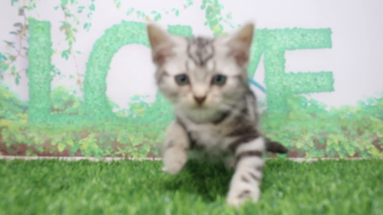 Coo&RIKU　No609263　アメリカンショートヘアー