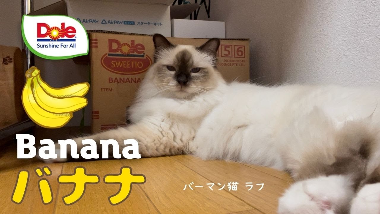 猿の好物なんかニャ？【バナナ】Banana（バーマン猫）Birman/Cat