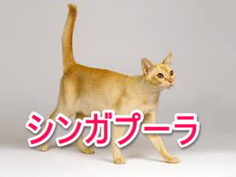 【猫図鑑】シンガプーラ