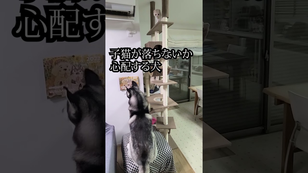 子猫が落ちないか心配するハスキー犬...#shorts