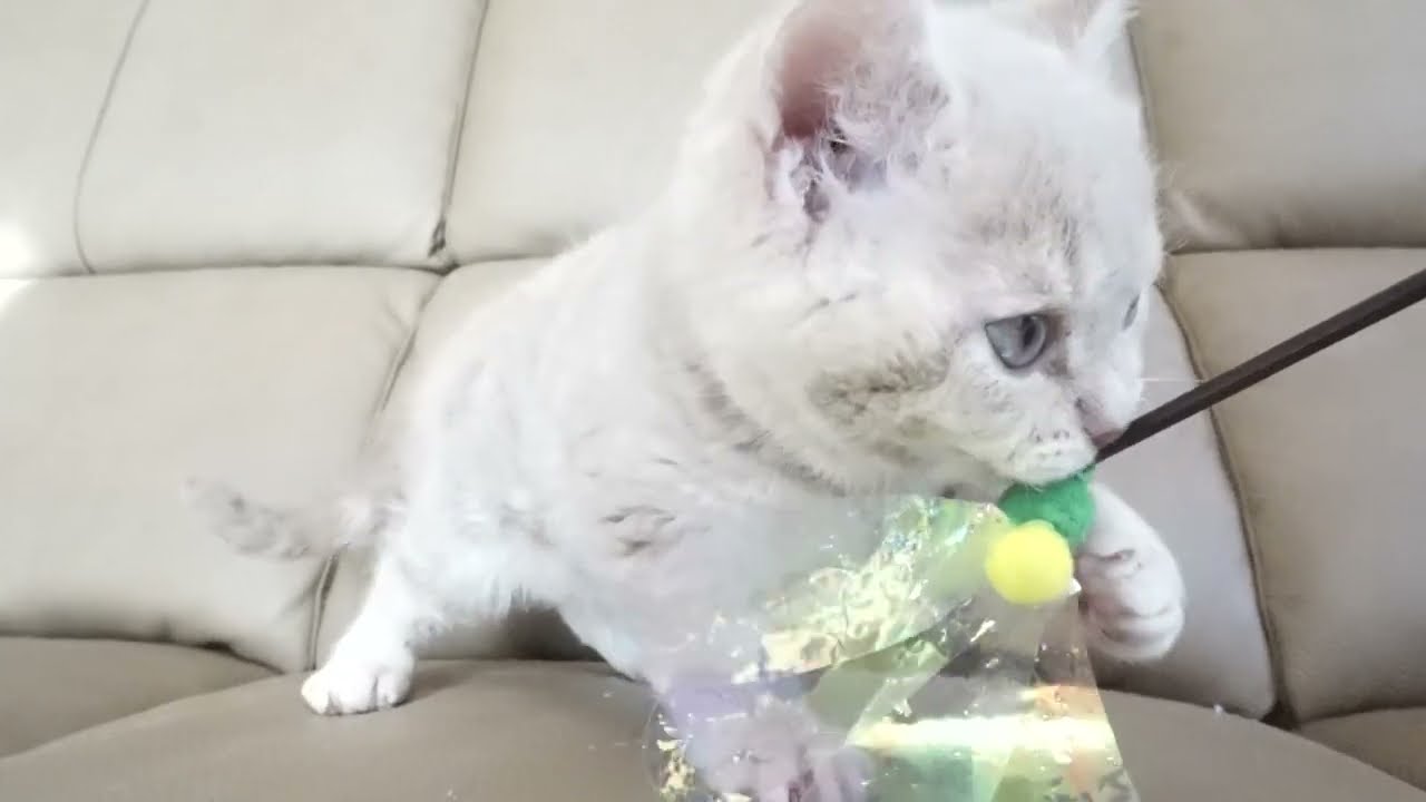 セルカークレックス子猫　2022.9.30産まれ 　クリーム　女の子　シーダキャット猫のお店　Selkirk Rex