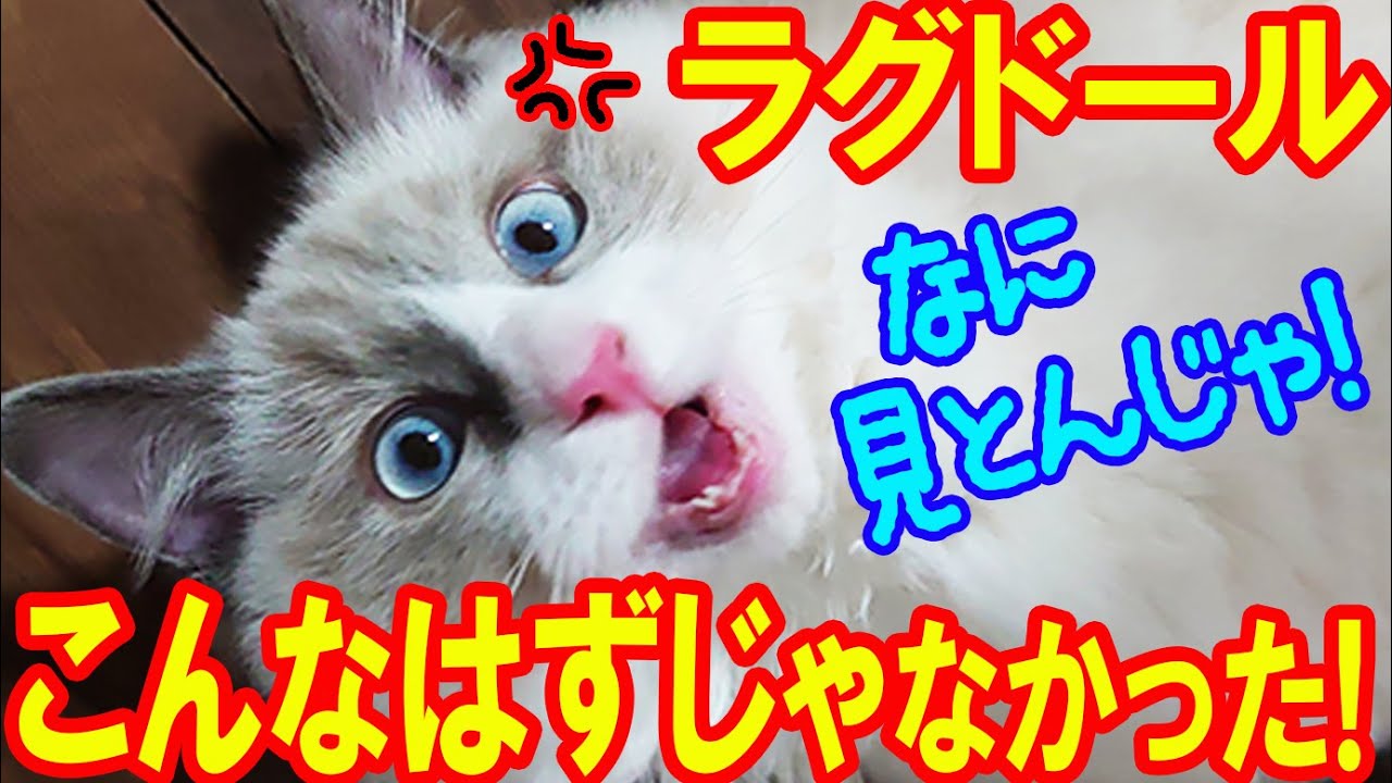 【ラグドール】こんなはずじゃなかった！