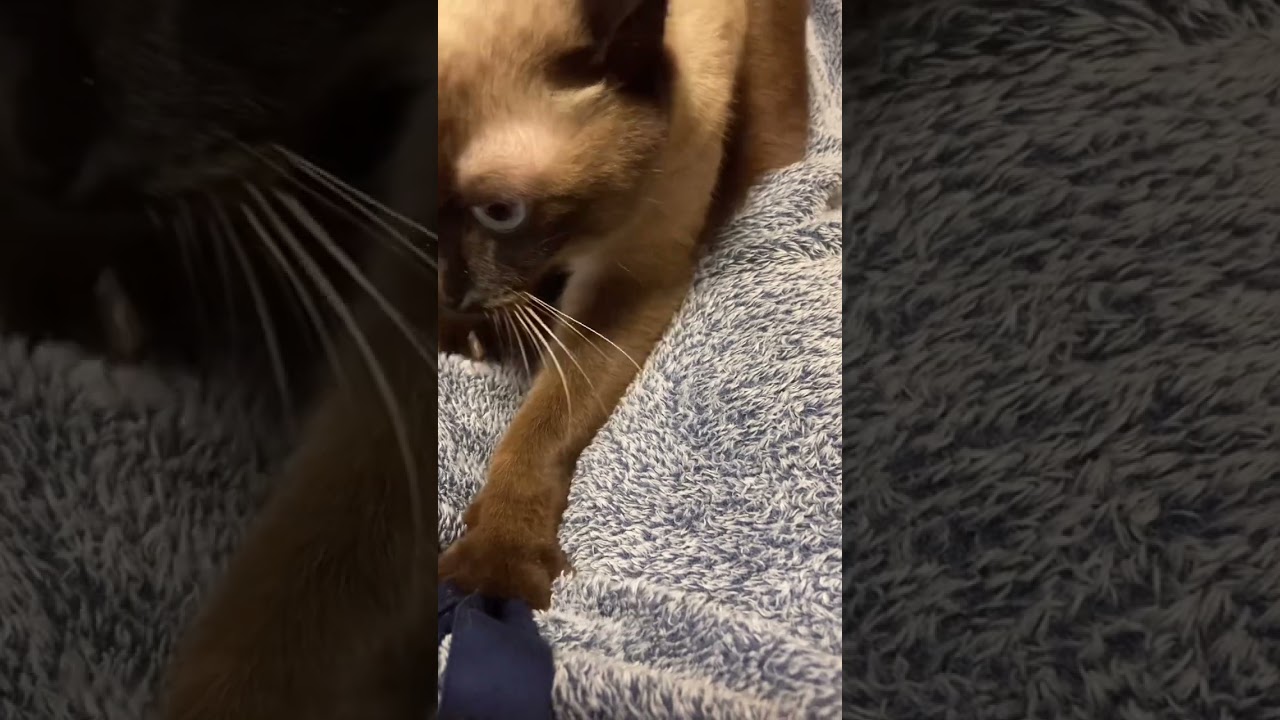 飼い主をチラチラ見ながらフミフミする猫