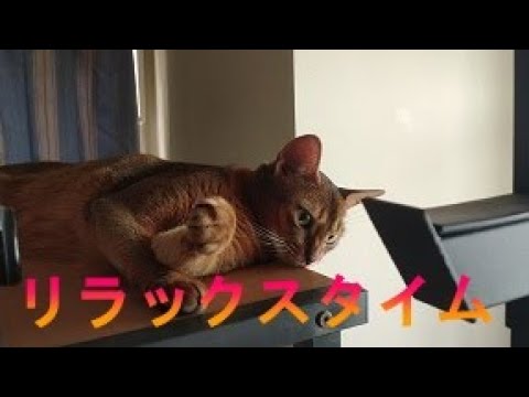 ネコ動画あび＃202　あび  リラックスタイム　アビシニアン　あび