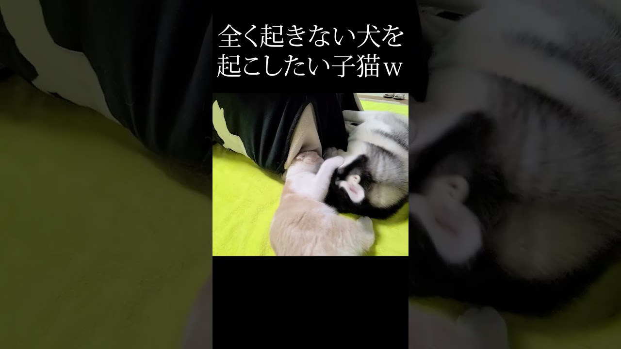 寝坊した犬を起こしたい子猫がこちら...#shorts