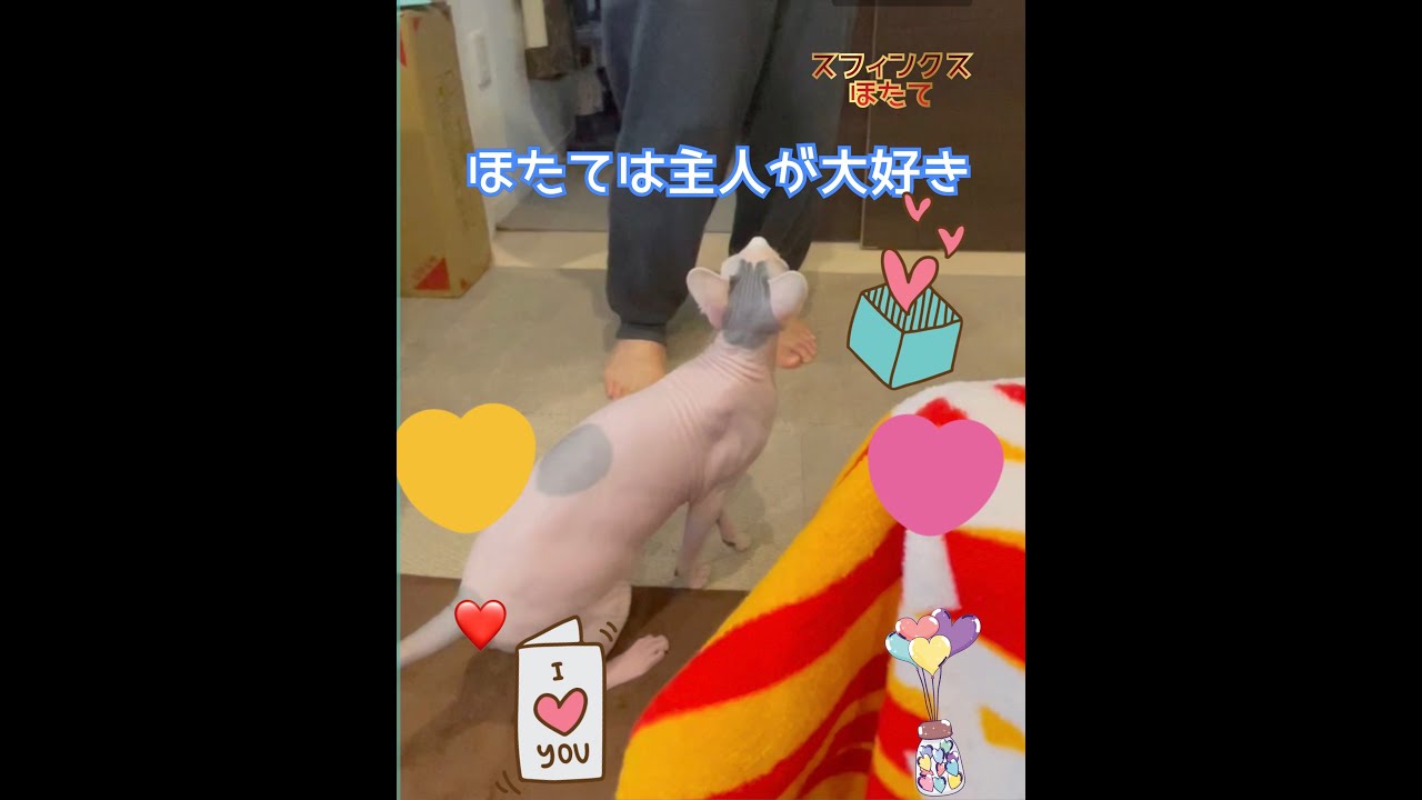スフィンクス　ほたてが好きな人