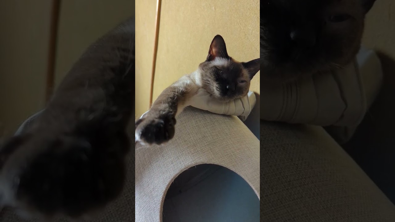 上から見てるシャム猫🐈 - Cats stay on the top of a tower - #Shorts