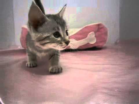 ペットショップCOO＆RIKUエジプシャンマウＮｏ２６６５７８