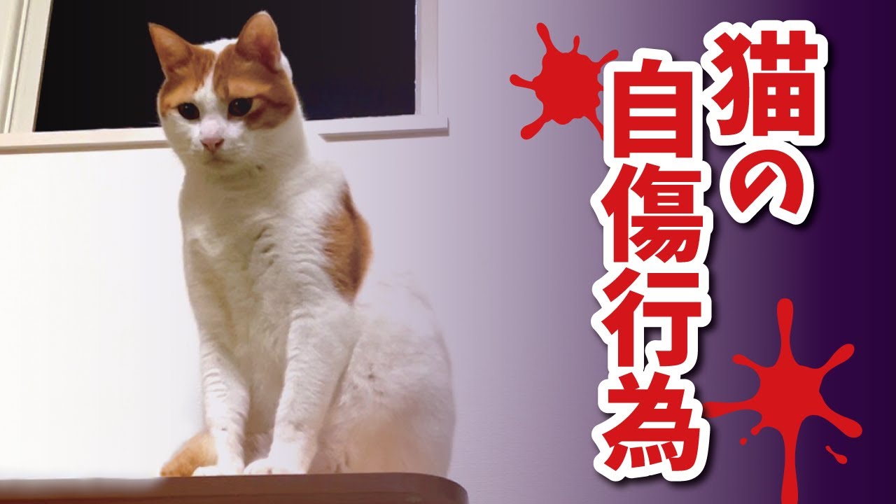 飼い主のせいで先住猫が自傷行為を始めてしまいました…【関西弁でしゃべる猫】