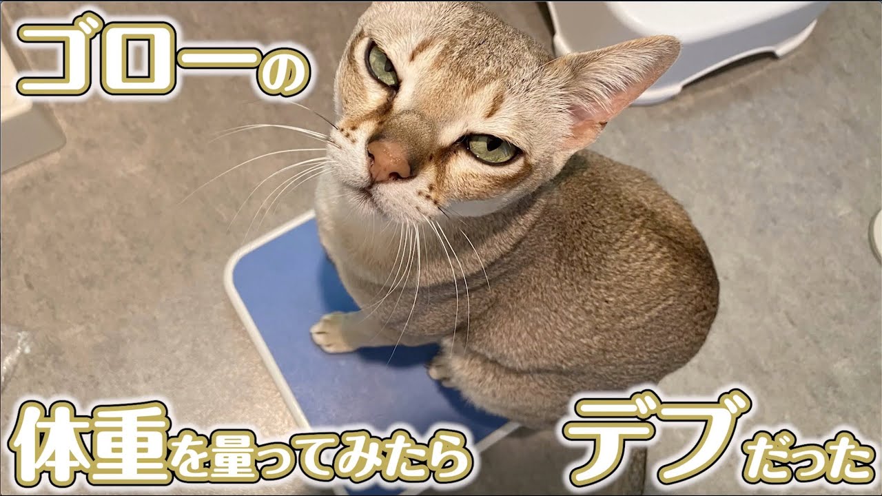 シンガプーラのくせにちょっとデブな猫