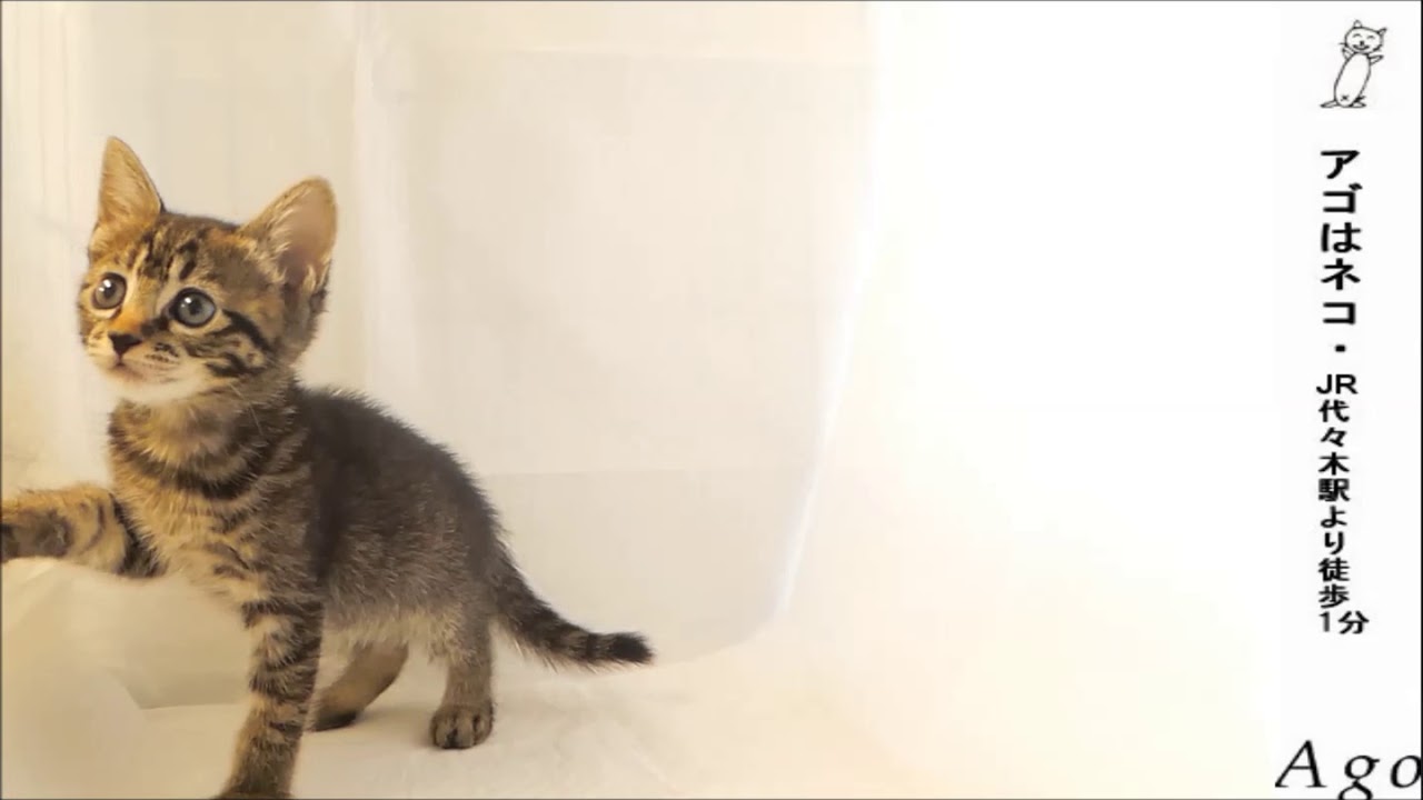 オシキャット　アゴはネコ