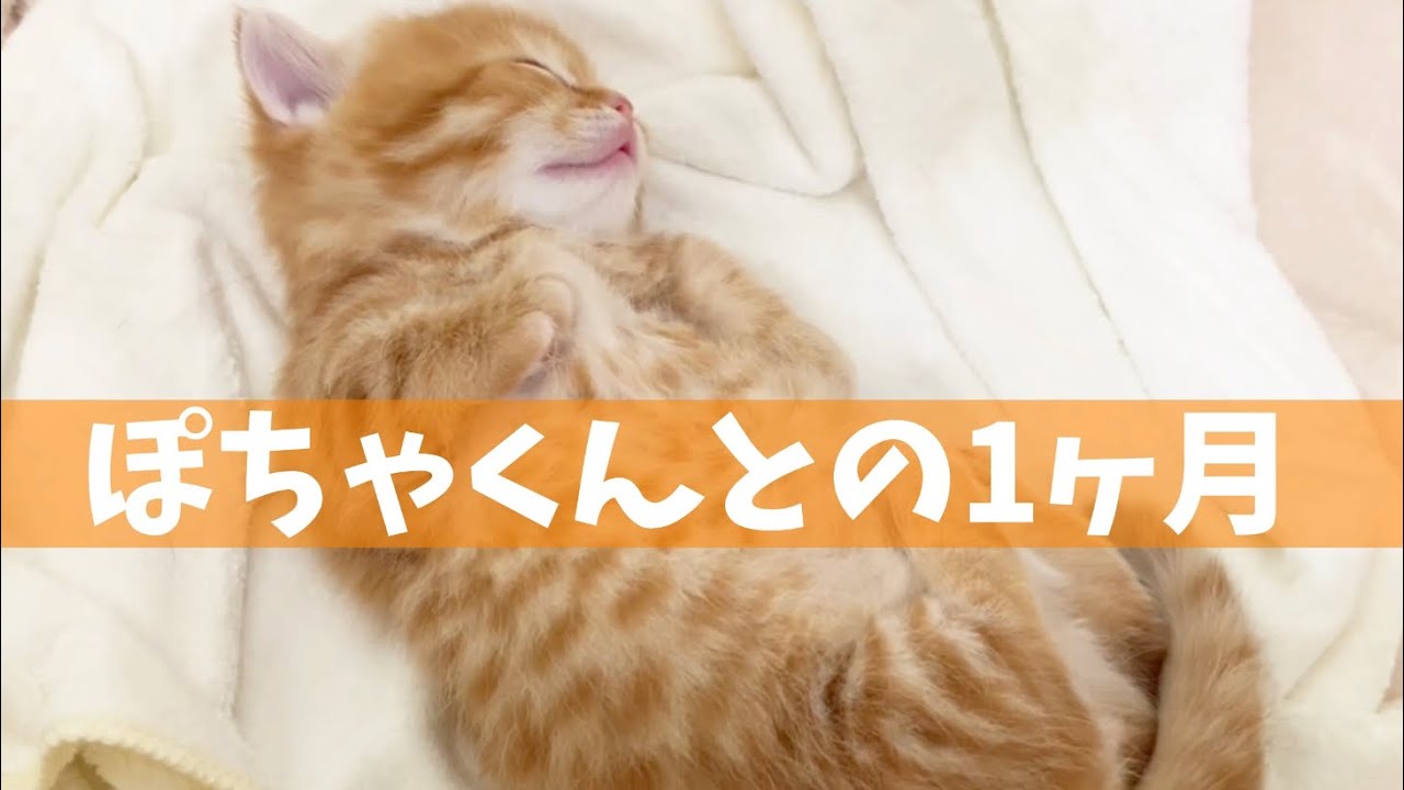 マンチカンの子猫ぽちゃくんの今までをまとめました💓 Munchkin Baby Kitten History💓
