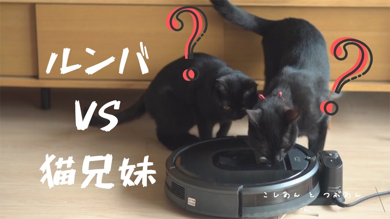 猫VSロボット掃除機ルンバ【足長マンチカン】【ボンベイ】