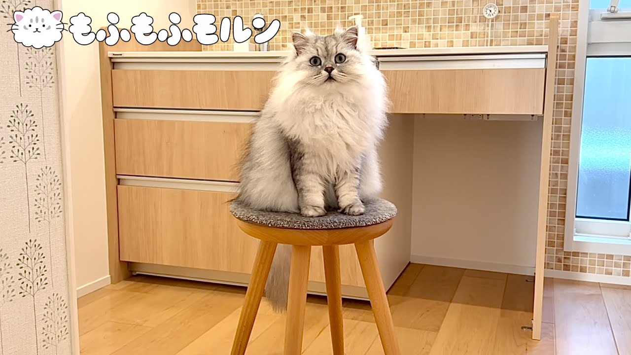 猫がハマる素敵な椅子 【サイベリアン】