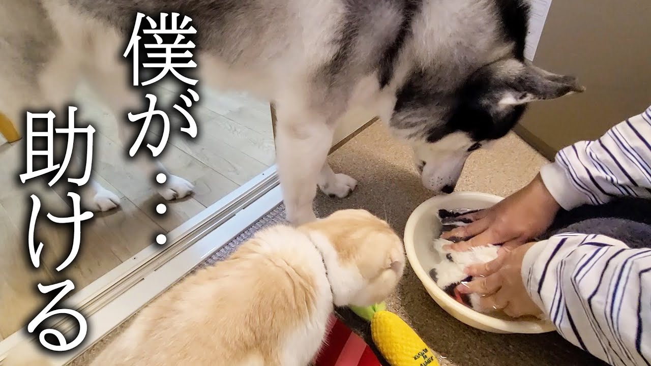 大好きなぬいぐるみを丸洗いしたら子猫と犬が心配でこうなりました…