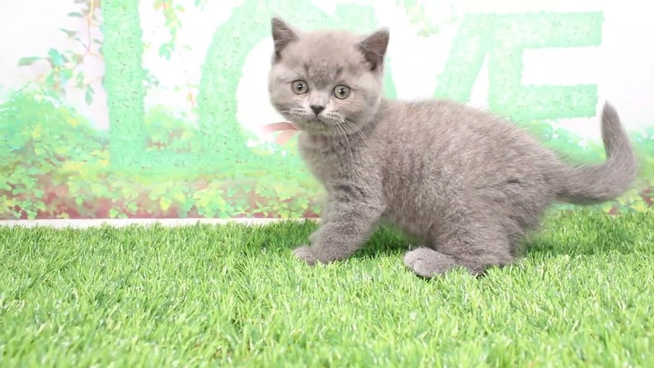 Coo&RIKU　No598085　ブリティッシュショートヘアー