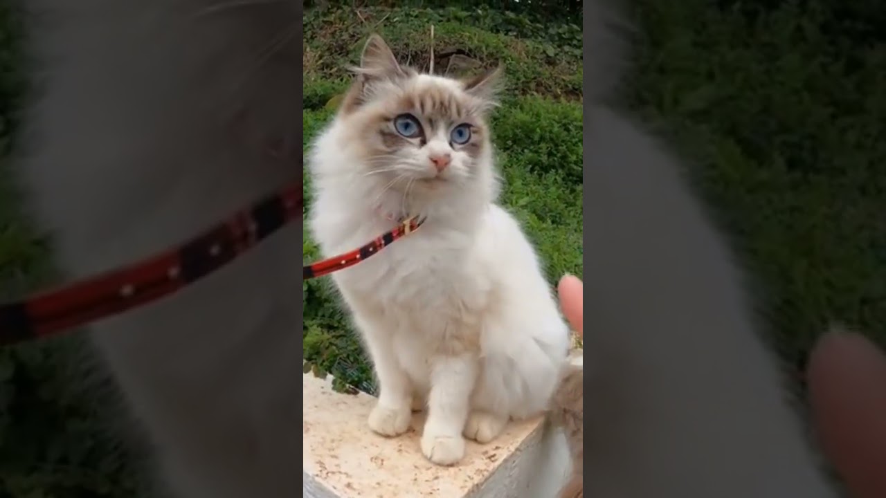【cat】美しすぎるシャム猫ちゃん