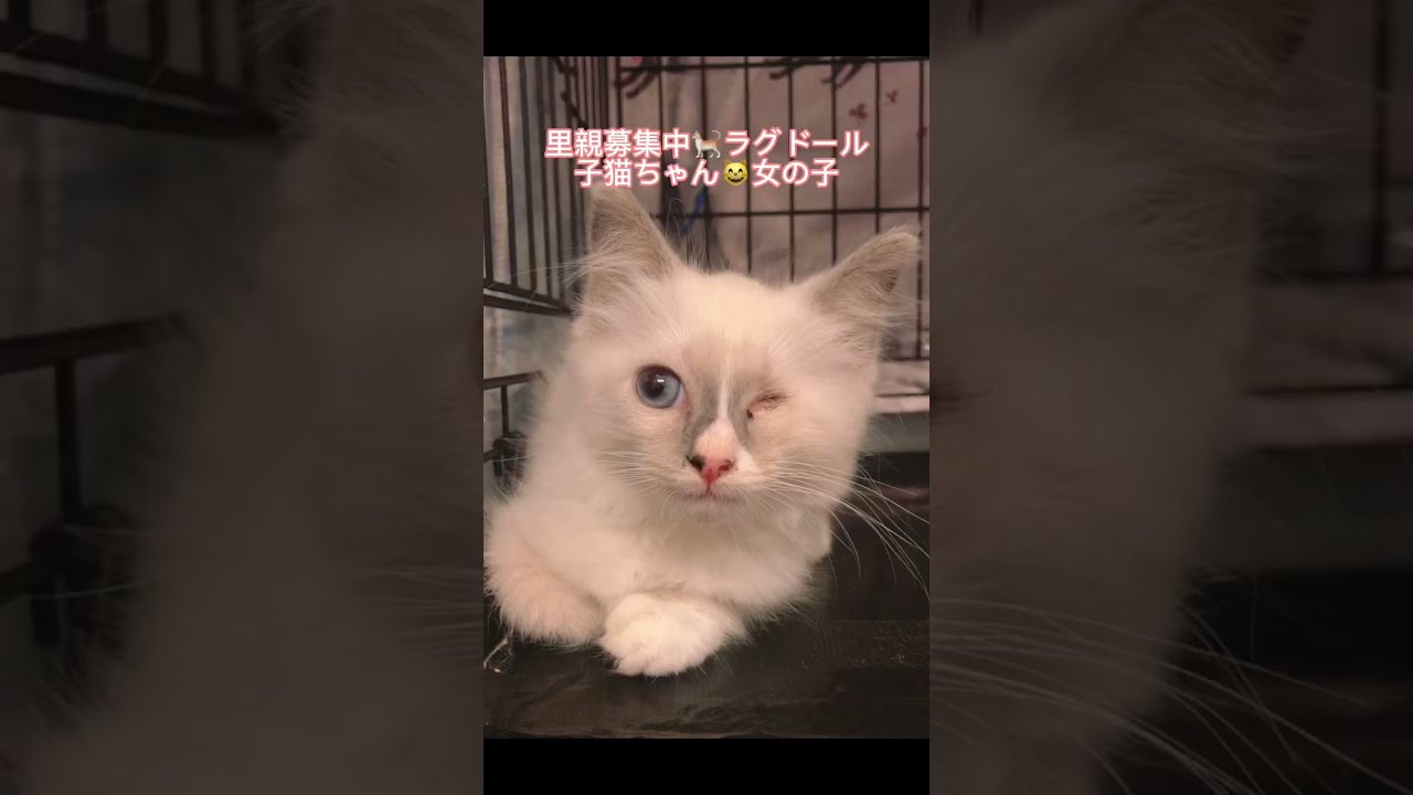 里親募集中子猫😸ラグドールちゃん😸アゴはネコ