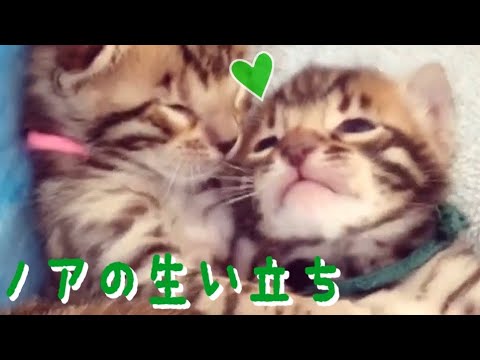 【祝1歳】おっきいベンガル赤ちゃんノアの1歳までの生い立ち