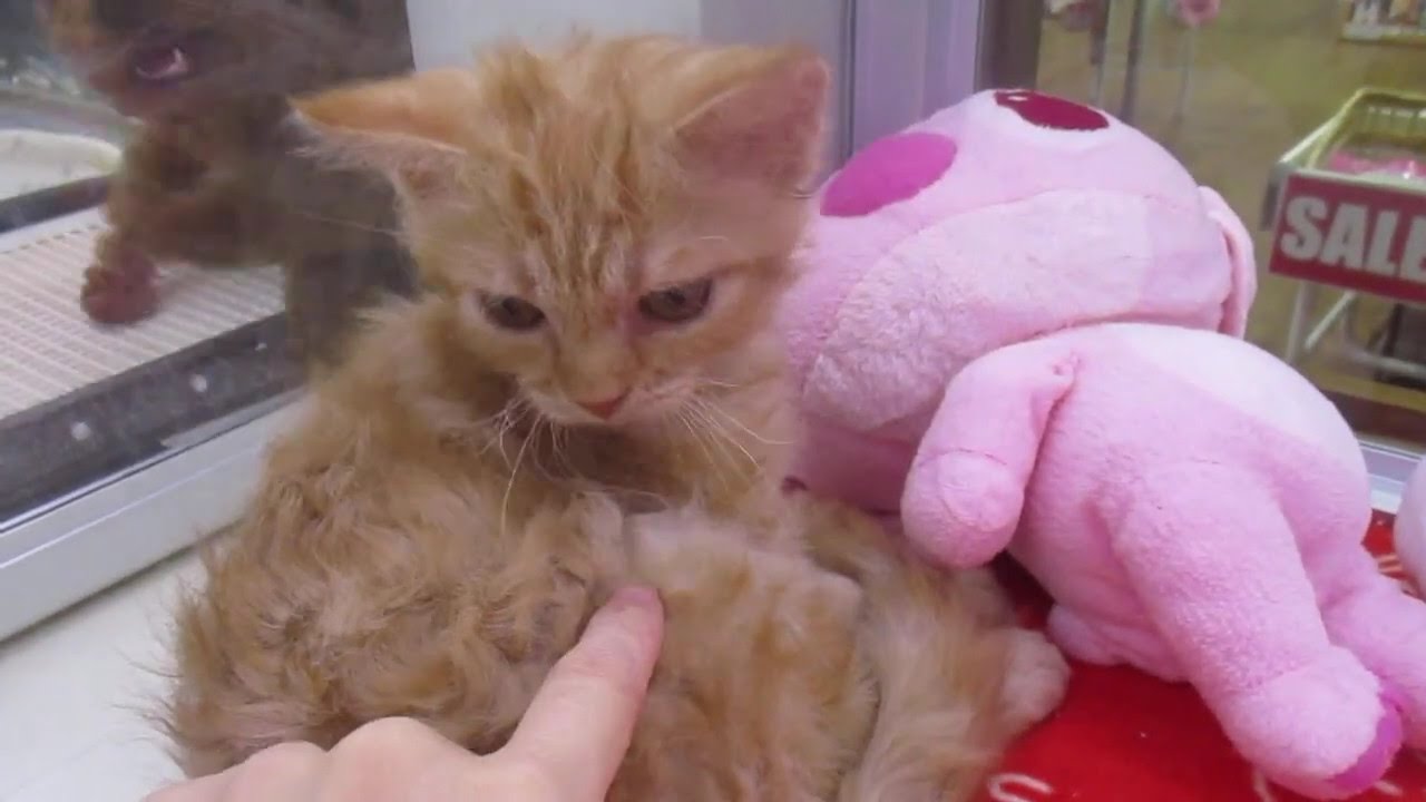 くるくるヘアーのセルカークレックスの赤ちゃん♪