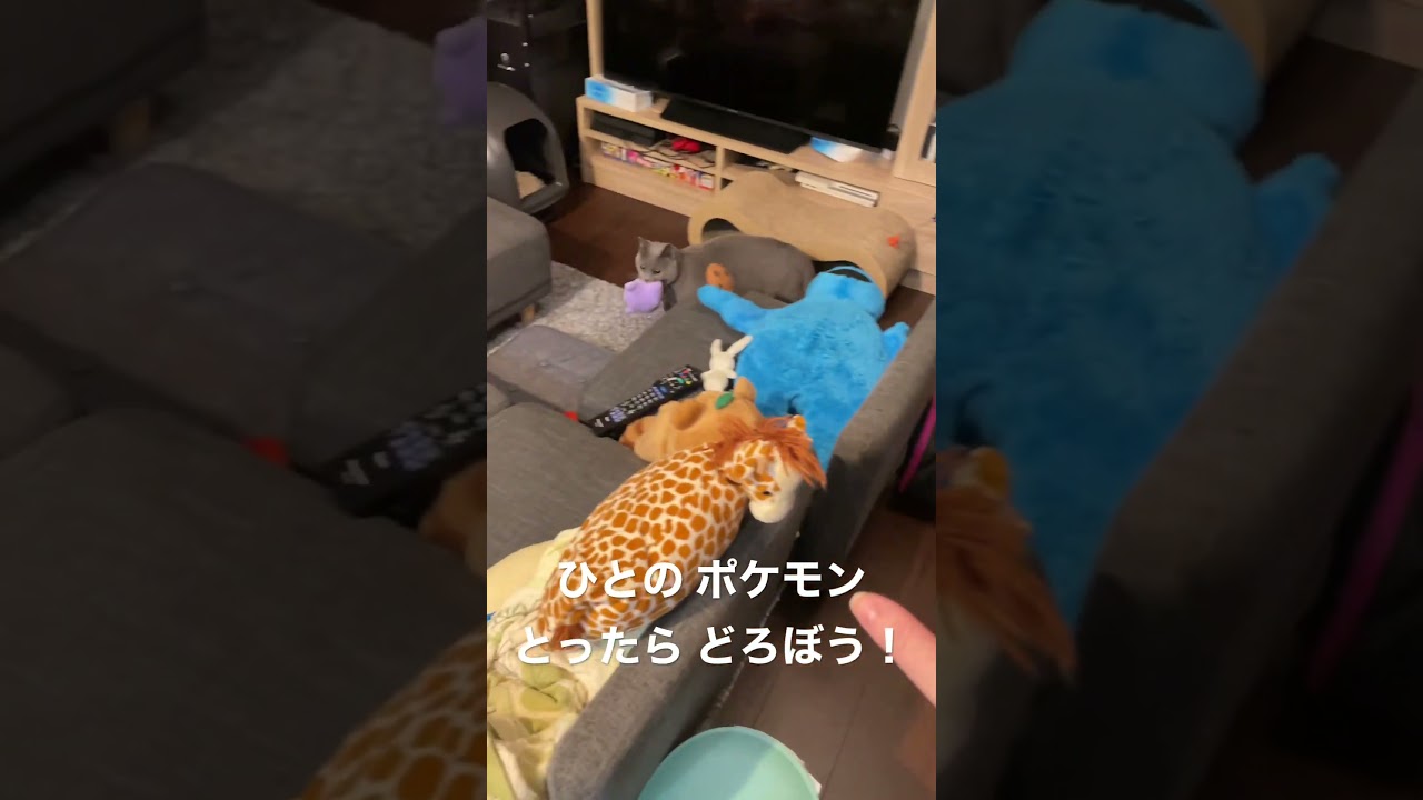 猫さんはゲーセンで取ったメタモンをたいへん気に入ったらしい  #shorts #猫 #シャルトリュー #猫のいる暮らし