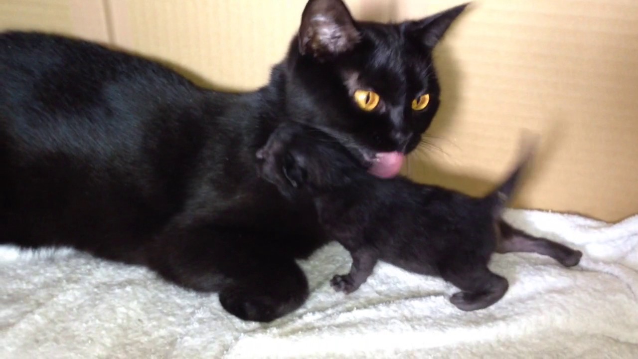 ボンベイ 赤ちゃん 生後10日目 ママどこーBlack bombay cat（黒のボンベイ猫）
