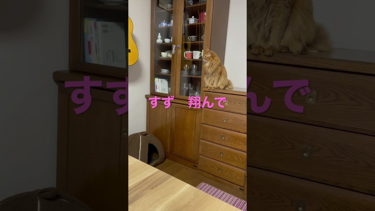 2021年11月10日#猫#ソマリ##すずジャンプ