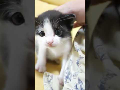 どうしても頭を撫でて欲しい子猫【赤ちゃん猫　保護猫】#shorts