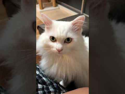 【猫】Catsターキッシュアンゴラ風のルーちゃん