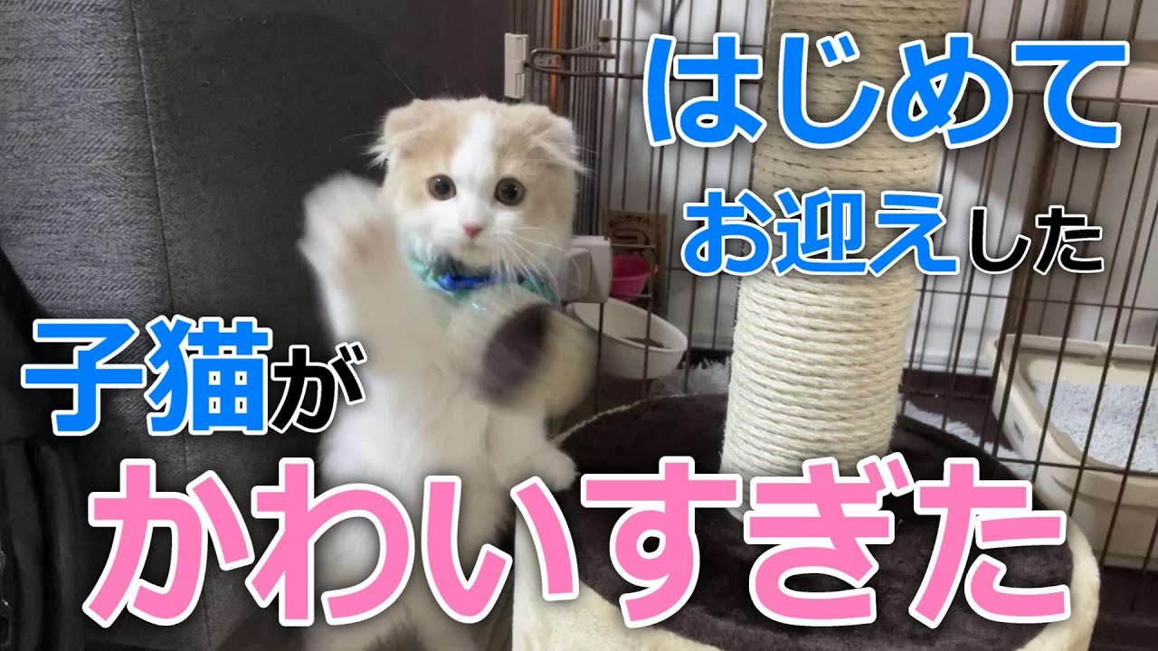 【折れ耳スコ】はじめてお迎えした子猫がかわいすぎました【スコティッシュ・フォールド】