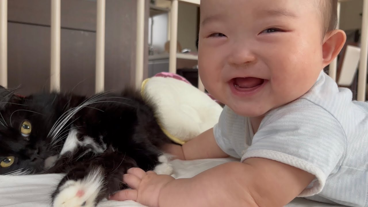 赤ちゃんに寝返りをさせない猫　ラガマフィン　A cat that doesn't let your baby turn over