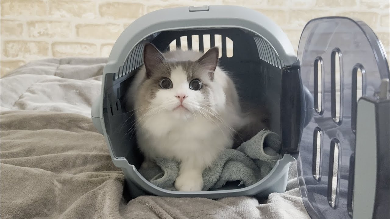 新しいキャリーケースにすっぽり入りこむ猫が可愛すぎた【ラグドール】【かわいい】