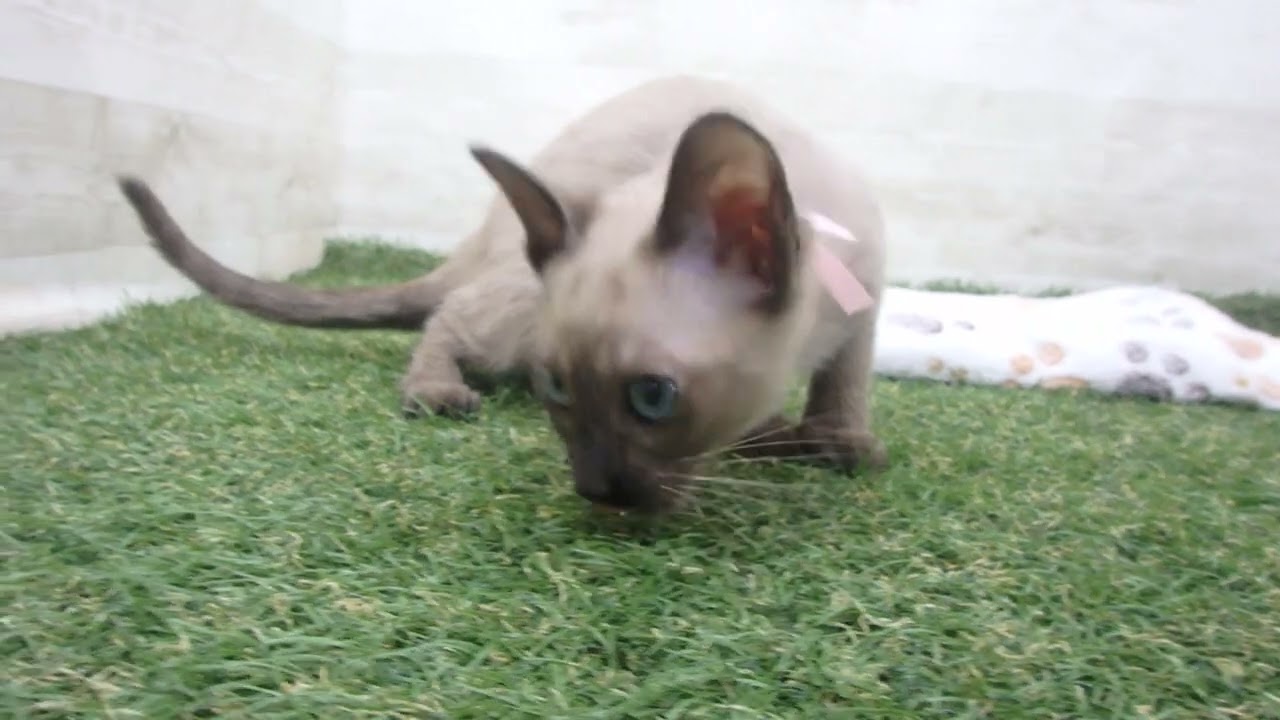 00601566 トンキニーズ