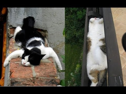 猫ちゃんのシュールな変顔で寝ている姿がかわいい♡～Cute figure sleeping in cat surreal funny face.