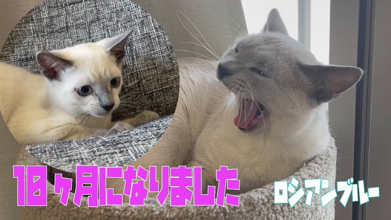 ロシアンブルーの玲くん10ヶ月になりました。