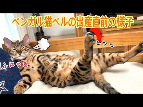 ベンガル猫ベルの出産直前の様子