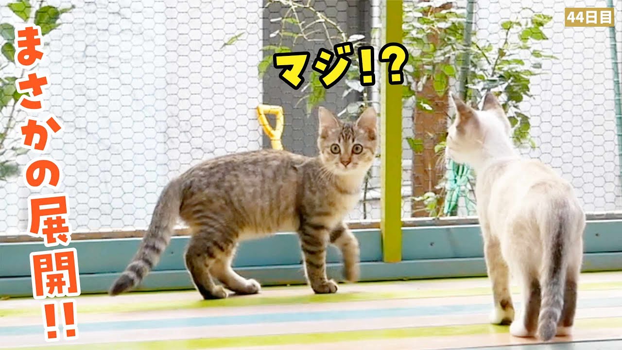 子猫をツキネコカフェにお返しに行ったら、まさかの展開になりました！