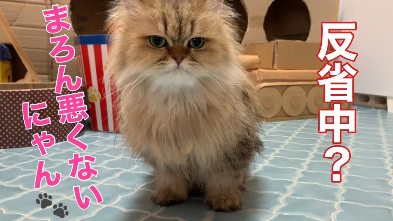 【本日】朝の悲劇！まろんがねこ部屋を・・・。【ペルシャ、チンチラゴールデン】Persian