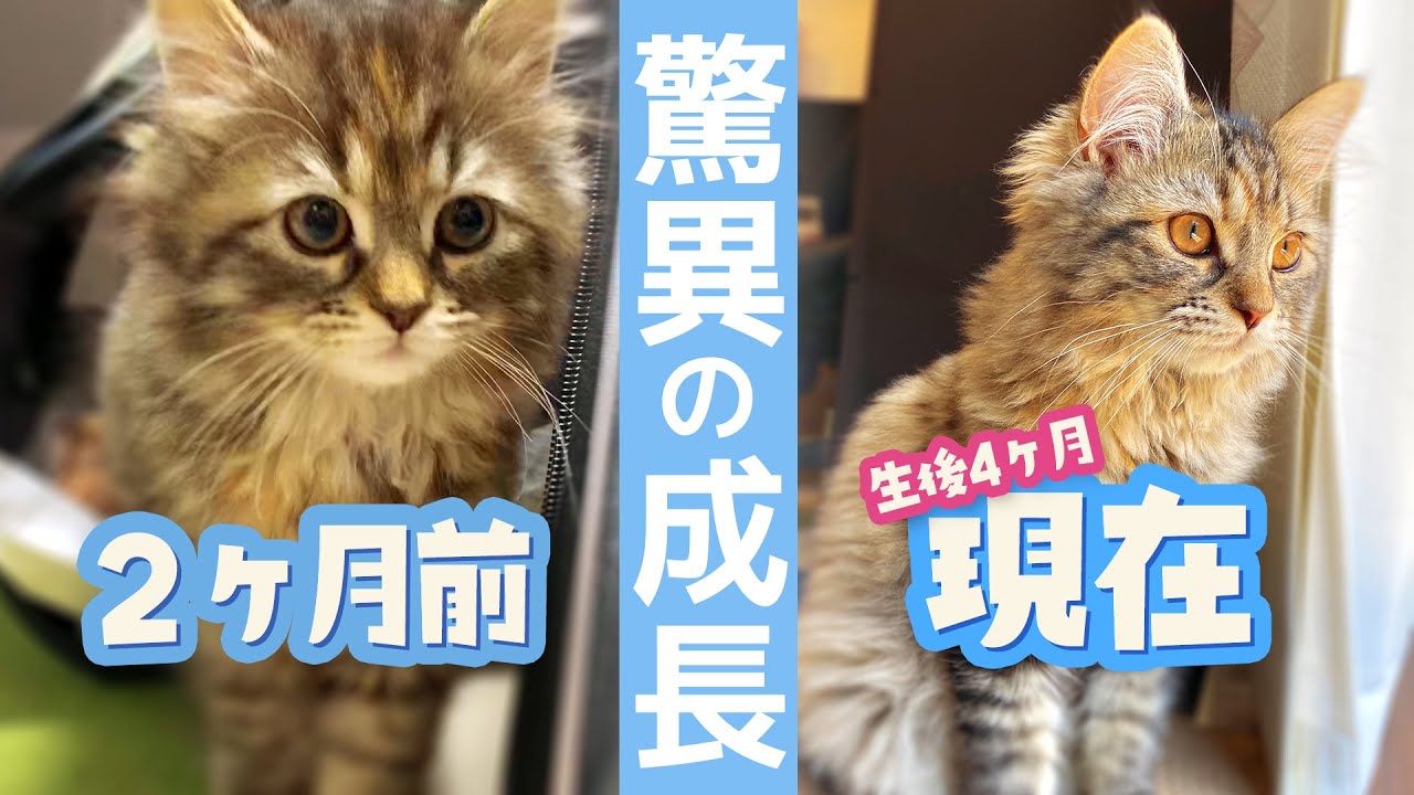サイベリアン子猫の成長速度が早すぎる！生後2ヶ月から4ヶ月の変化を比べてみた